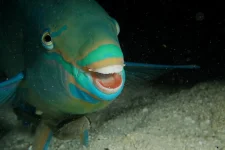 Photo 1_Parrotfiswh beak.webp