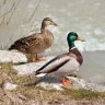 2quackers