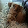 mydogismyheart