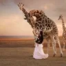 Ljwild