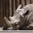 rhinoamerican